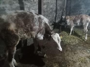 dişi quzu: Süd inəyi – dana ilə birlikdə - Cins: yerli/sarımtıl-boz rəngli — 4