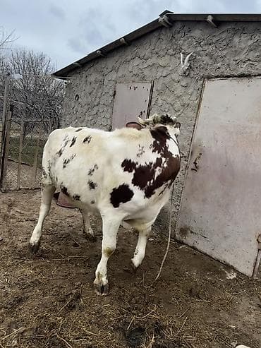bildircin satşı: Simmenatlla ivanofka mələzi düyə satılır. Buzovluğundan məndədir.Öz — 2