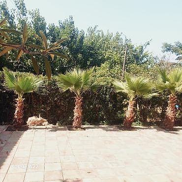 ağ şanı yarpaq: Washingtonia filifera dekorativ xurma ağacları - Növ: Washingtonia — 2