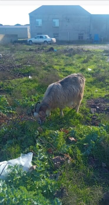 Balıq: Satilir 150 manat dan sort ke — 3