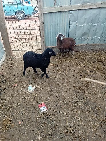 İtlər: Məhsul: Cavan quzular Təsvir: - Ətlik və damazlıq üçün yararlı — 4