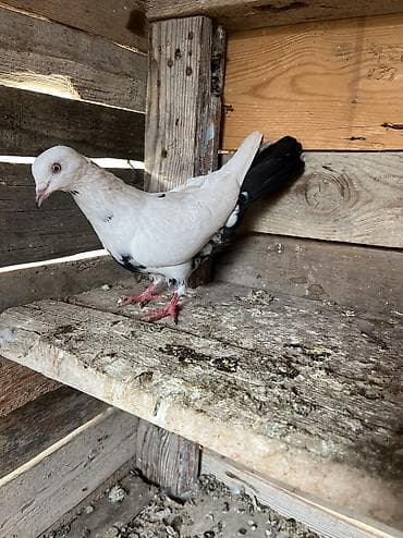 doberman balasi satilir: Çayka çil maya tutulma oynaqdi heyvan.Qiymete göre heçkim yazmasin — 2