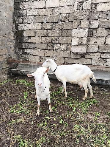 keçi çəpiş: Təmiz orginal Sani keçilər 2 ana 3 bala südlü keçilərdi real alıcılar — 8