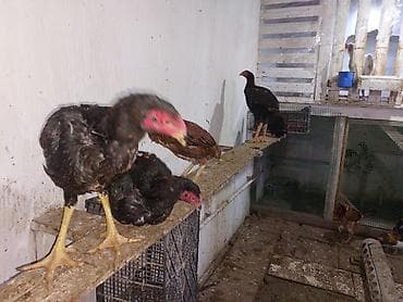 kənd cucesi: Toyuq cücələri, Damazlıq — 10