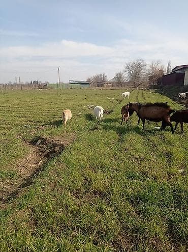 bala quzular: Satılır – xırdabuynuzlu heyvan sürüsü (keçilər) - Şəkillərdə müxtəlif — 1
