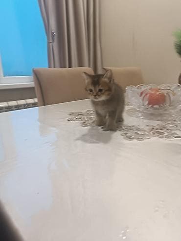 pişiylər: Britan — 7