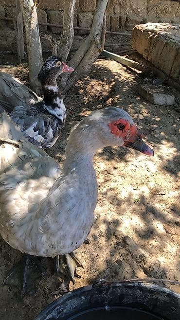 Orginal lavanda satılır