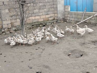 Cücələr: Dilli ordekler — 7