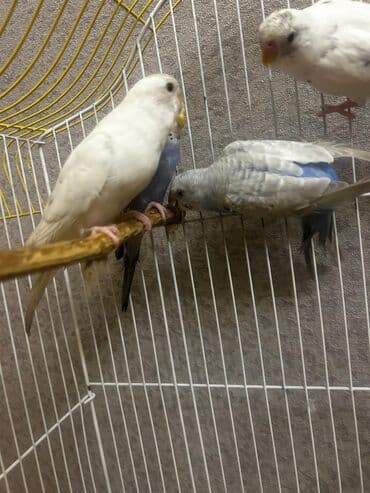 кольчатый попугай цена: Məhsul: Məhəbbət quşları satilir — 4