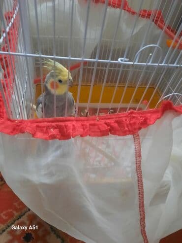 şahin quşu satılır: Korella tutuquşusu erkək — 3