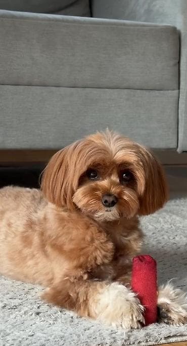 ramanov qoyun satisi: Maltipoo itinləri üçün yumşaq trikotaj başlıq – çiçəkli model — 4