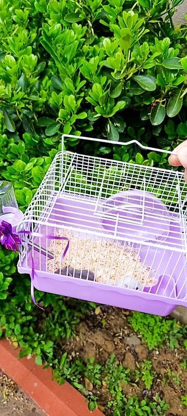 heyvan alqi satqisi: 1əd Qəfəs 2 əd hamster dəst satılır 
Yem apilka üstündə verilir — 1