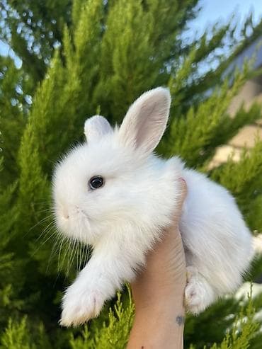 canaqlı heyvanlar: 🐰 1 aylıq Safqan Holland Lop balası satılır ✅ 1 aylıqdır ✅ Safqan — 4