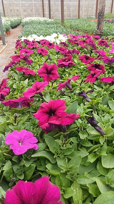 yasəmən gulu şəkilləri: Müxtəlif rənglərdə və növlərdə qablarda yetişdirilmiş güllər təklif — 3