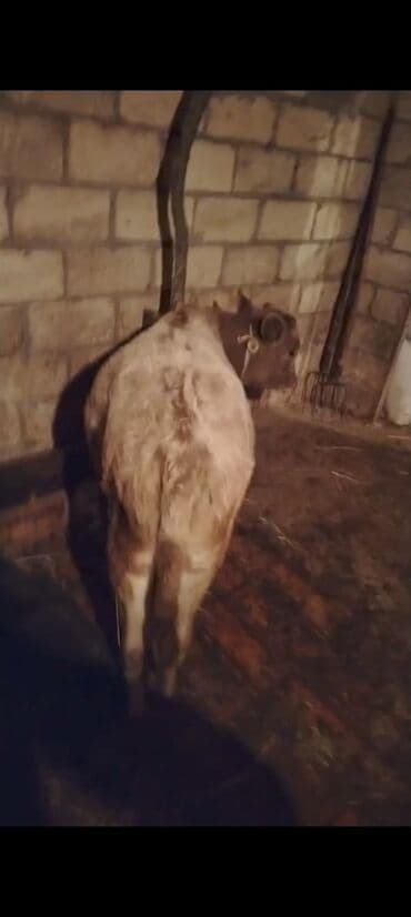 ən gözəl itlər: 6aylg erkek dana unvan agdas — 3