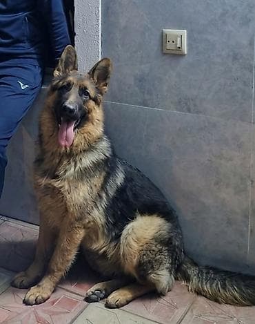 it cinsi: Alman çoban iti, 11 ay, Erkek, Peyvəndli, Ödənişli çatdırılma — 5