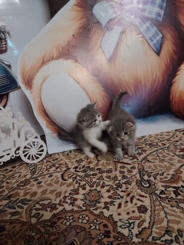 uzun qulaqlar: Şotland yastı qulaq — 2