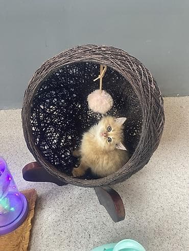 Yumşaq oyuncaq topu asqılı, səbət formalı pişik yuvası və cızma dirəyi