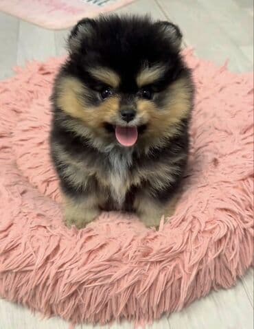 Şpitz, 2 ay, Dişi, Ünvandan götürmə