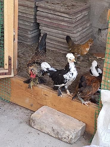 bantam: Yaponka cücələr 2 ay 20 günlük Dekorativ toyuqlar – müxtəlif rəng və — 6