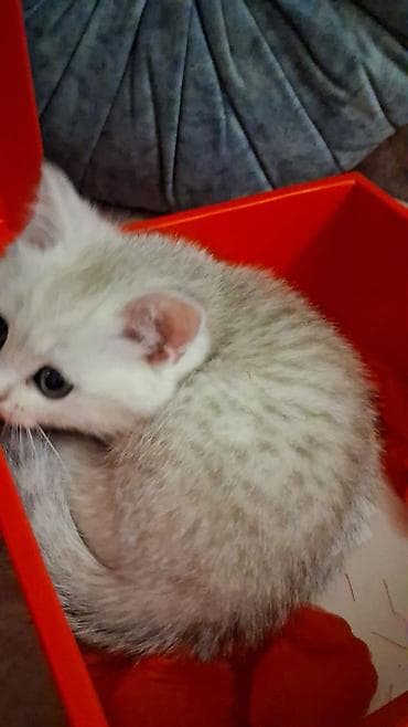 erkek pişik: Şinşilla, Dişi, Yaxşı əllərə, Ünvandan götürmə, Ödənişli çatdırılma — 1