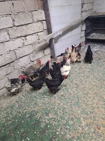 hazır yuva: Toyuq, Damazlıq — 16