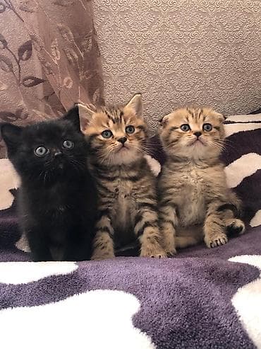 sibir pisiyi: Qızıl şinşilla, Yaxşı əllərə — 2