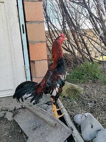 ev quşları haqqında qısa məlumat: Heyrati xoruz 10 ayliqdir — 3