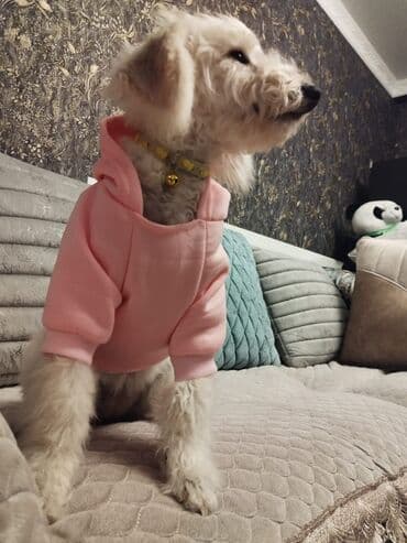 продам собаку объявление: Pudel balası satılır. Paltarı, boyunmağısı hədiyyə verilir. Çox — 4