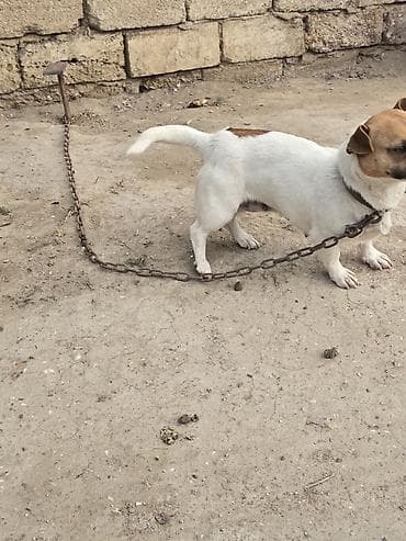 it yemləri: Cek rassel teryer, 2 il, Dişi — 3