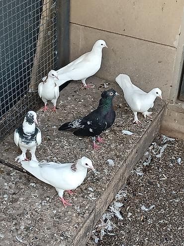cex quslar: Ünvan fatmayi kendi 
Biri 10-30 m arası satılır.
Kütdə satılır — 1