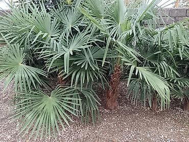 Ağaclar: Ağaclar — 2