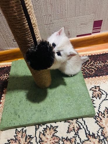 toy terrier: Pişik üçün qaşıyıcı və oyun dirəyi - Material: təbii sizal kəndir ilə — 7