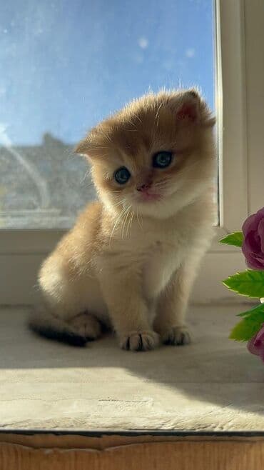 pişiklərin cutləşmə vaxtı: Erkək, Cütləşmə üçün, Pulsuz çatdırılma, Ödənişli çatdırılma, Rayonlara çatdırılma — 7