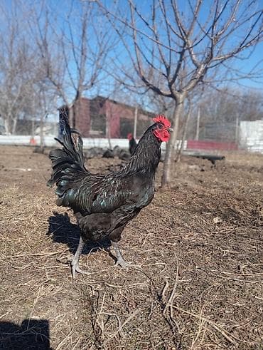 lalafo qoyun satisi: Məhsul: Qara rəngli xoruz Təsvir: Avstrolop temiz qan öz heyetimin — 7