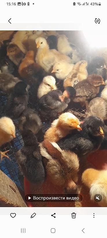 Инкубаторы: 100 яиц, Азербайджан, Для всех видов птиц — 4