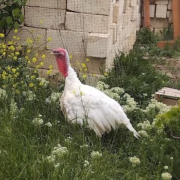 saanen kecisi satilir: Erkək, Kanada, Damazlıq, Ödənişli çatdırılma — 4