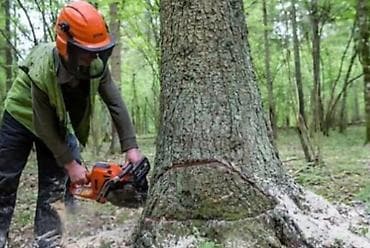plastik kapi pencere: Ağac kesmek budamaq işləri görülür.🪚 Kotukleri səliqəli dogramaq qol — 4