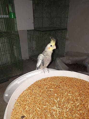 amadin quşu: Nimfa (Cockatiel) papağanı - Növ: Nimfa (Nymphicus hollandicus) — 2