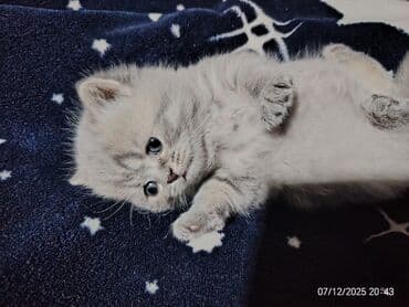 донской сфинкс котята: Boz rəngli balaca pişiklər – yumşaq tüklü, iri qara gözlü, qısa — 3