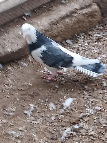 Кошки: Qiymət hamısına aitdir tək təkdə satılır qiymətdə razılaşmaq olar — 6