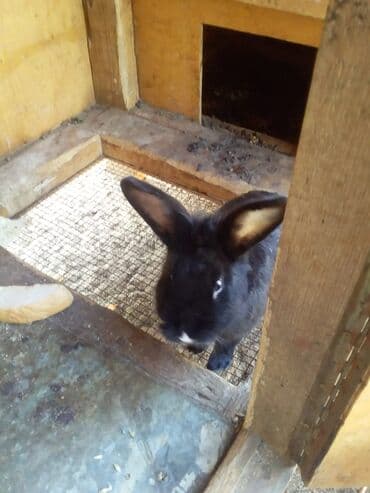 электрическая машинка для стрижки овец: Dovwanlar.5 manatdan bawlayir.unvan sumqayit — 4