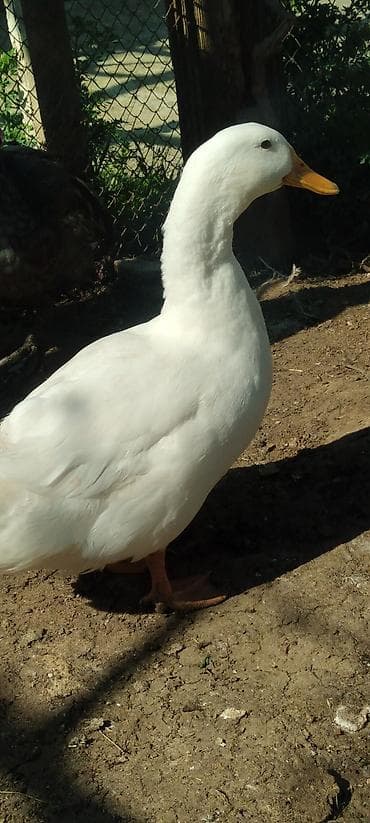 Сельхоз птицы: Pekin ağ erkək ördək. Təsvir: - Cins tipajı: Pekin tipli ağ ördək - — 4