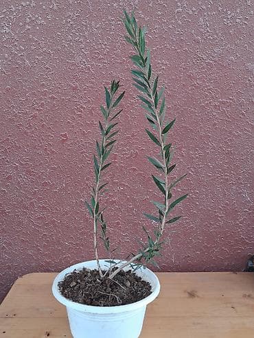 puste agaci: KALİSTEMON AGACI — 1