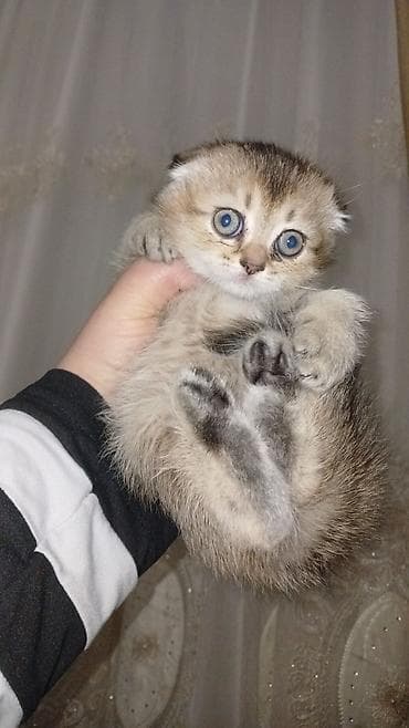 şotland pişikləri: Şotland — 2