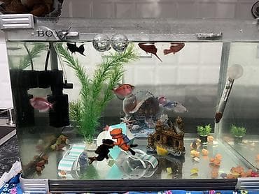 heyvanlar: Şüşə akvarium komplekti – dekorlu və balıqlarla - Akvarium: təxminən — 2