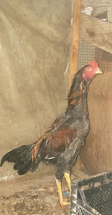 cins it: Salam, Heyratı kül beçə satılır. Cinsi brazil, 7 aylıqdır. Təzə bana — 4