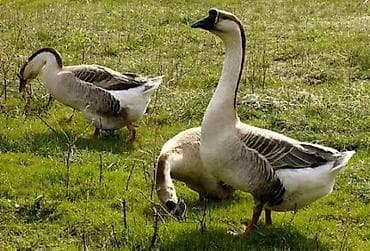 gence toyuq cuce: 8 dənə Linda və Kuban qazı cücələri — 2