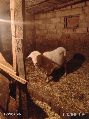 Toyuqlar: Qiymət cütünə ayıdır cütü 650 manata sani boğaz keçilər di isteyen — 7