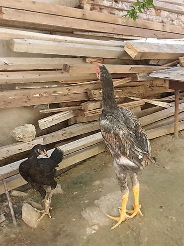sumatra xoruzu: Qiymət 3 AYİTDİ 2 beçə bir fərq kül 3 ayındadı obri kişi 1 ay 15 günüg — 5